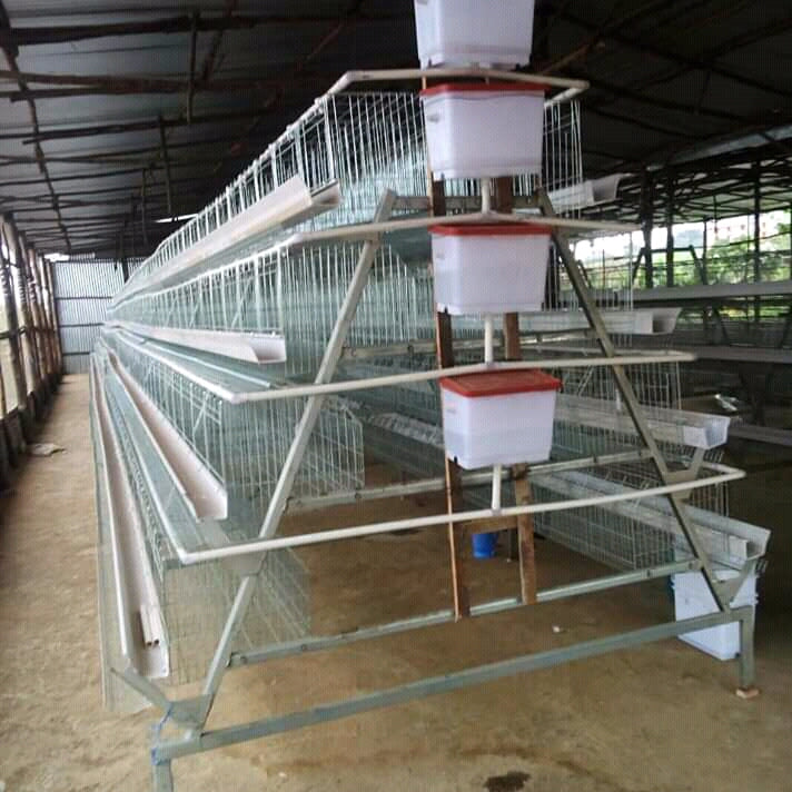 1st Grade Chicken Layer Cages