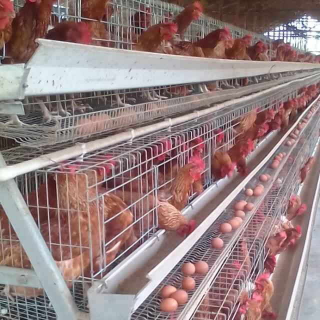 1st Grade Chicken Layer Cages