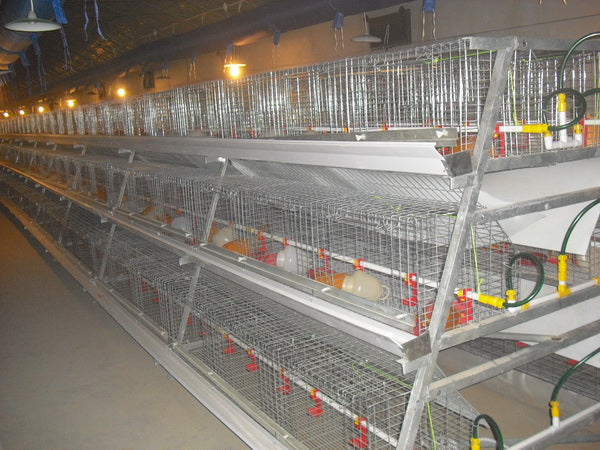 1st Grade Chicken Layer Cages