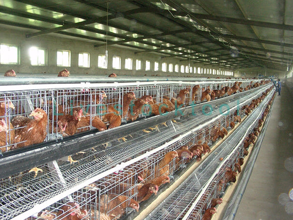 1st Grade Chicken Layer Cages