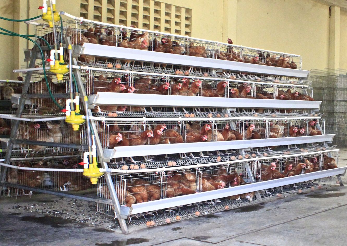 1st Grade Chicken Layer Cages
