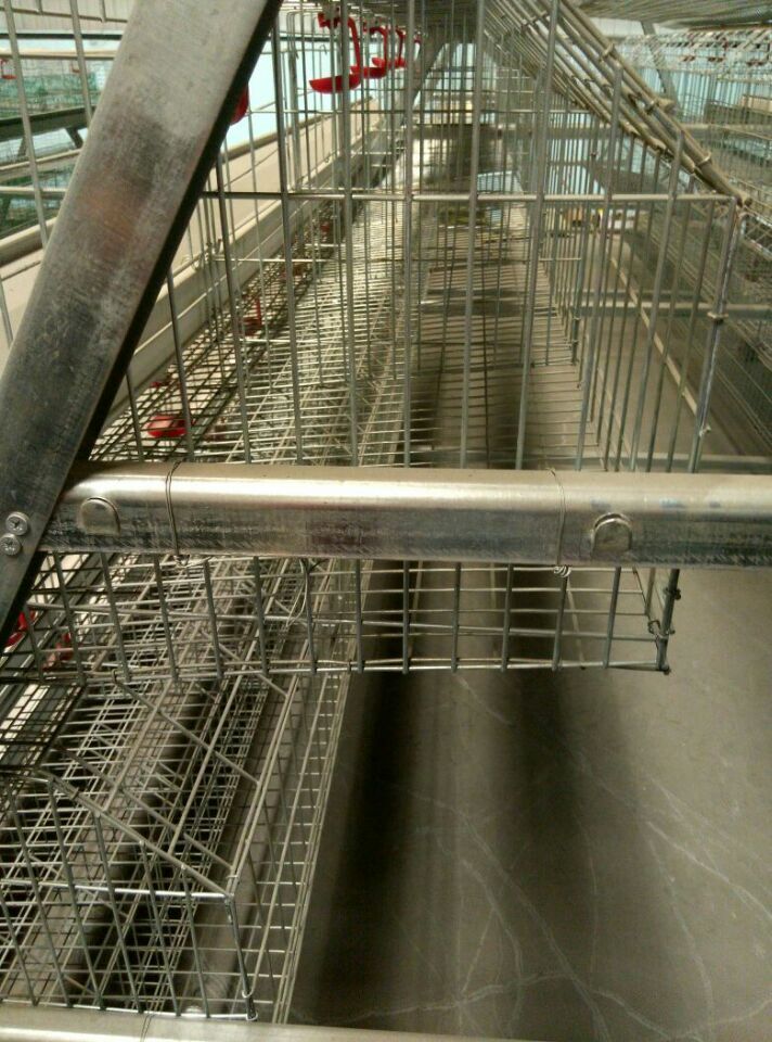 1st Grade Chicken Layer Cages