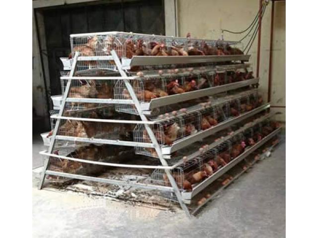1st Grade Chicken Layer Cages